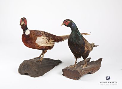 null Two naturalized pheasants (Phasianus colchicus, not regulated)

(important wear...