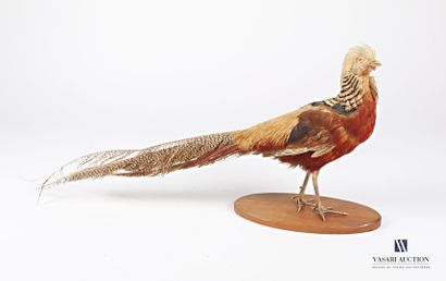 null Naturalized golden pheasant on a base (Chrysolophus pictus, not regulated)

(base...