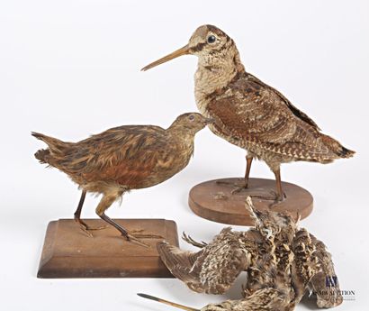 null Lot including a woodcock (Scolopax rusticola, unregulated), a common snipe (Gallinago...