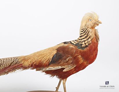 null Naturalized golden pheasant on a base (Chrysolophus pictus, not regulated)

(base...