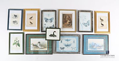 null Lot including eleven framed reproductions representing studies of birds, insects,...