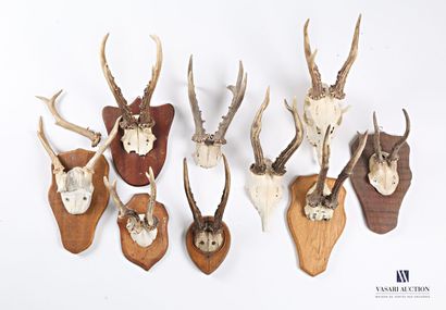 null Lot including nine deer (Capreolus capreolus, not regulated), some on wooden...