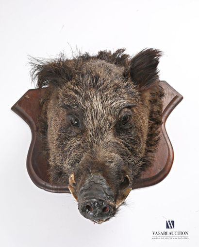 null Boar (Sus scrofa, not regulated) on a wooden base

(important wear and tear)

Height...