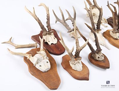 null Lot including nine deer (Capreolus capreolus, not regulated), some on wooden...
