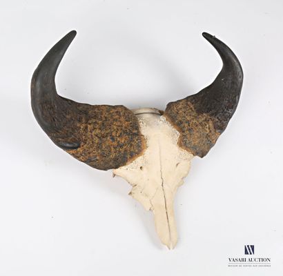 null Buffalo caffer's forehead (Syncerus caffer caffer, not regulated)

(without...