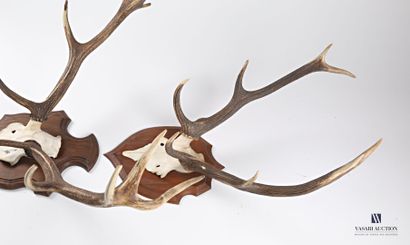 null Two slaughters of red deer (Cervus elaphus, unregulated) on wooden escutcheon,...