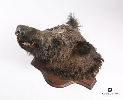 null Boar (Sus scrofa, not regulated) on a wooden base

(important wear and tear)

Height...