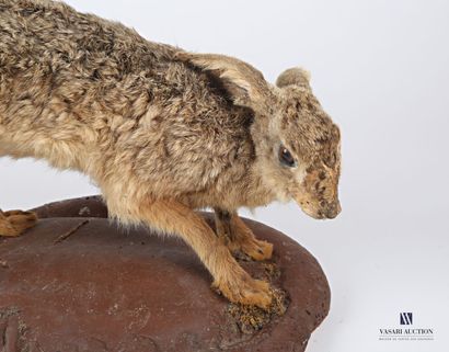 null Hare (Lepus lepus, not regulated) naturalized on a foam base

(heavy wear)

37...