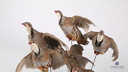 null Flight of six red partridges (Alectoris rufa, not regulated) on wooden base

(minor...