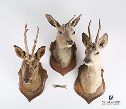 null Three deer heads naturalized on wooden crest, one bearing plate "Equipage St...