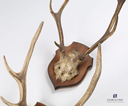 null Two deer (Cervus elaphus, not regulated) frontals, one dated 1869

(traces of...