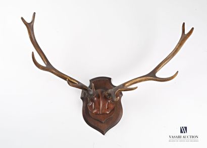 null Elaphe deer (Cervus elaphus, not regulated) fixed on a carved wood front

(fixing...