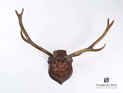 null Elaphe deer (Cervus elaphus, not regulated) fixed on a carved wood front

(fixing...