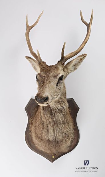null Head in a cape of an elaphe stag (Cervus elaphus, not regulated) with six horns...