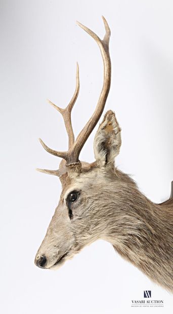null Head in a cape of an elaphe stag (Cervus elaphus, not regulated) with six horns...