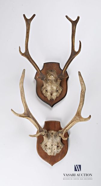 null Two deer (Cervus elaphus, not regulated) frontals, one dated 1869

(traces of...