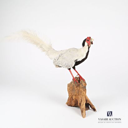 null Silver pheasant (Lophura nycthemera, not regulated) naturalized posing on a...