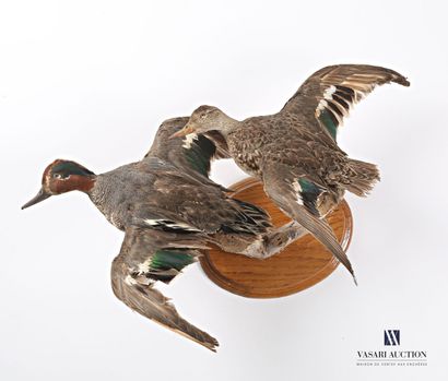 null Pair of naturalized Green-winged Teal (Anas crecca, pre-regulation)

(wears)

Height...