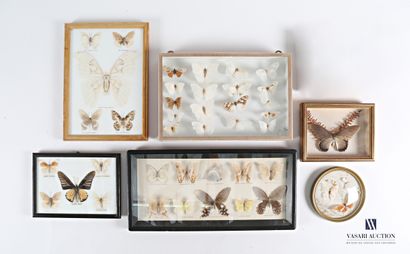 null Lot of seven framed entomological compositions, one of which is round and includes...