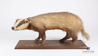 null Badger Meles meles, not regulated) naturalized on wooden base

(wear, insolations)

Height...