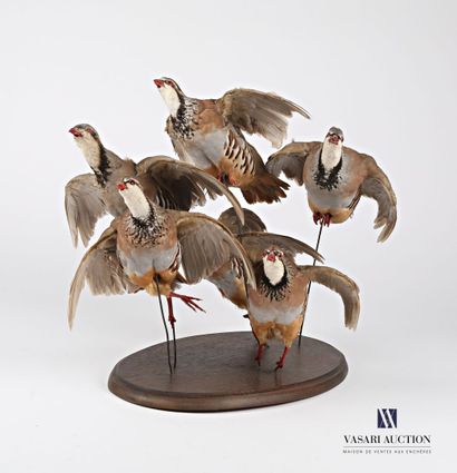 null Flight of six red partridges (Alectoris rufa, not regulated) on wooden base

(minor...
