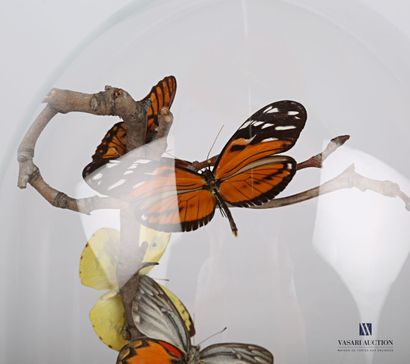 null Globe en verre contenant onze papillons et deux scarabées dans un décor naturalisé....