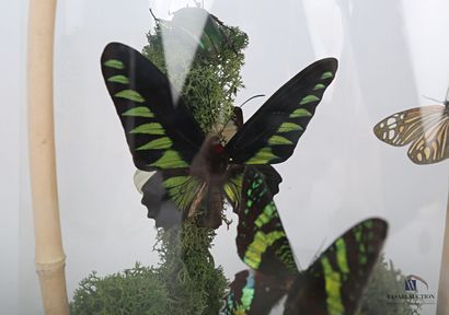 null Globe en verre contenant huit papillons, deux scarabées et une mante religieuse...