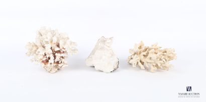 null Ensemble de trois coraux

Haut. : de 8 à 16,5 cm