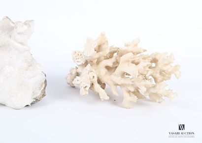 null Ensemble de trois coraux

Haut. : de 8 à 16,5 cm