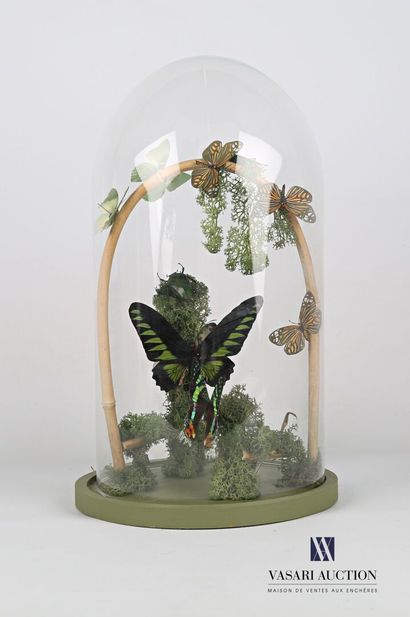 null Globe en verre contenant huit papillons, deux scarabées et une mante religieuse...