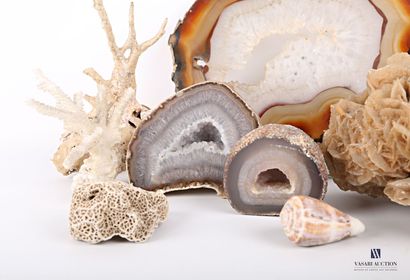 null Lot including two half geodes, a quartz plate, a shell, four corals and a sand...