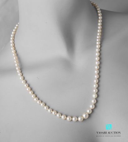 null Necklace of 82 pearls of culture in fall, the clasp shuttle in silver decorated...