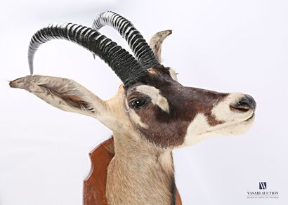 null Head in cape of roan antelope (Hippotragus equinus, not regulated) on wooden...