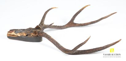 null Six-body elaphe deer (Cervus elaphus, not regulated) massacre fixed on a wooden...