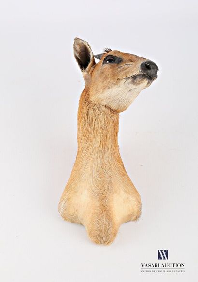 null Head in cape of red-flanked duiker (Cephalophus rufilatus, not regulated).
Height...