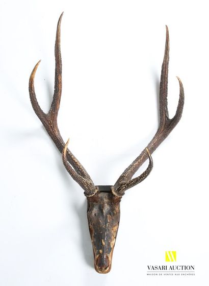 Six-body elaphe deer (Cervus elaphus, not...