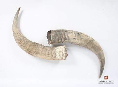 null Paire de cornes de buffle (Bubalis bubalis, non réglementé)
Long. : 53 cm