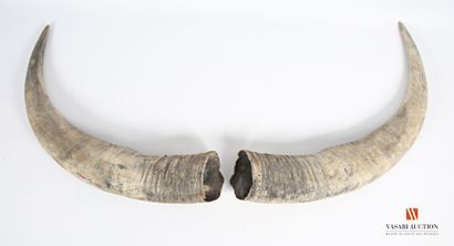 null Paire de cornes de buffle (Bubalis bubalis, non réglementé)
Long. : 53 cm