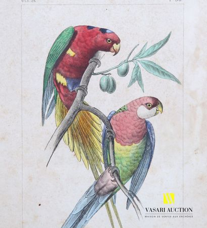 null Suite of seven framed pieces Natural history : Lori parakeet - Sapho - Langsdorff...