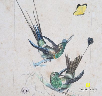 null Suite of seven framed pieces Natural history : Lori parakeet - Sapho - Langsdorff...