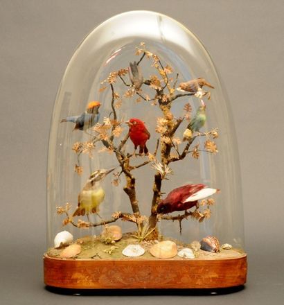 null Oiseaux naturalisés
Perchés dans un arbre avec coquillages.
Globe en verre sur...