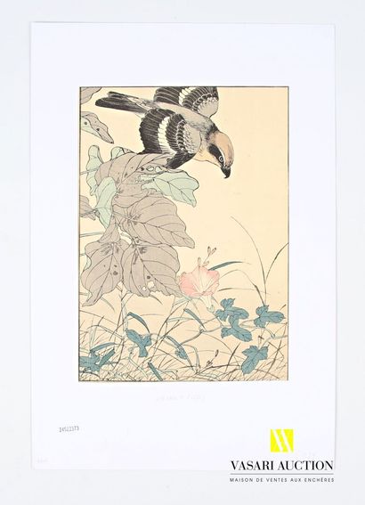 null KEINEN Imao (XIXème), d'après
Oiseau et fleur trompette
Estampe en couleurs...