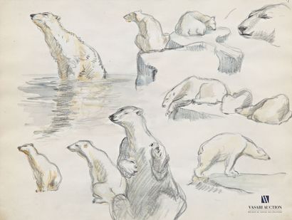 null BÉTOUT Charles (1869 -1945), attribué à 
Étude d'ours polaires
Technique mixte...