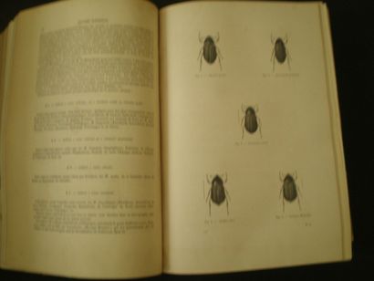 null CHENU. Encyclopédie de l'Histoire Naturelle. Coléoptères.

Paris, F. Didot,...