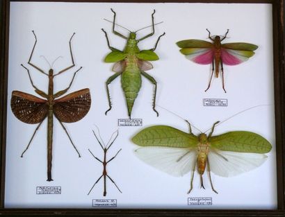 null Phasmidae et orthoptères exotiques –coffret format Musée