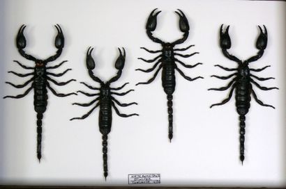 null Ensemble de quatre grands scorpions noirs heterometrus
