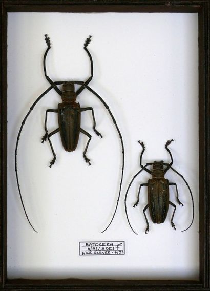null Cerambycidae exotiques - par couple - lot de trois coffrets