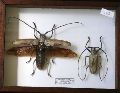 null Cerambycidae exotiques - par couple - lot de trois coffrets