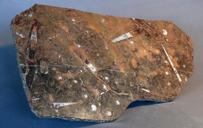 null Grande plaque de marbre fossilifère poli présentant des orthoceras et des goniatides....