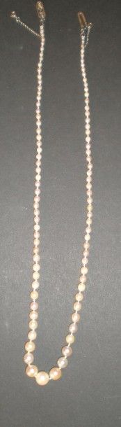 null Collier de perles de culture, en chute, de 8,59

- 2,70 mm, le fermoir et la...